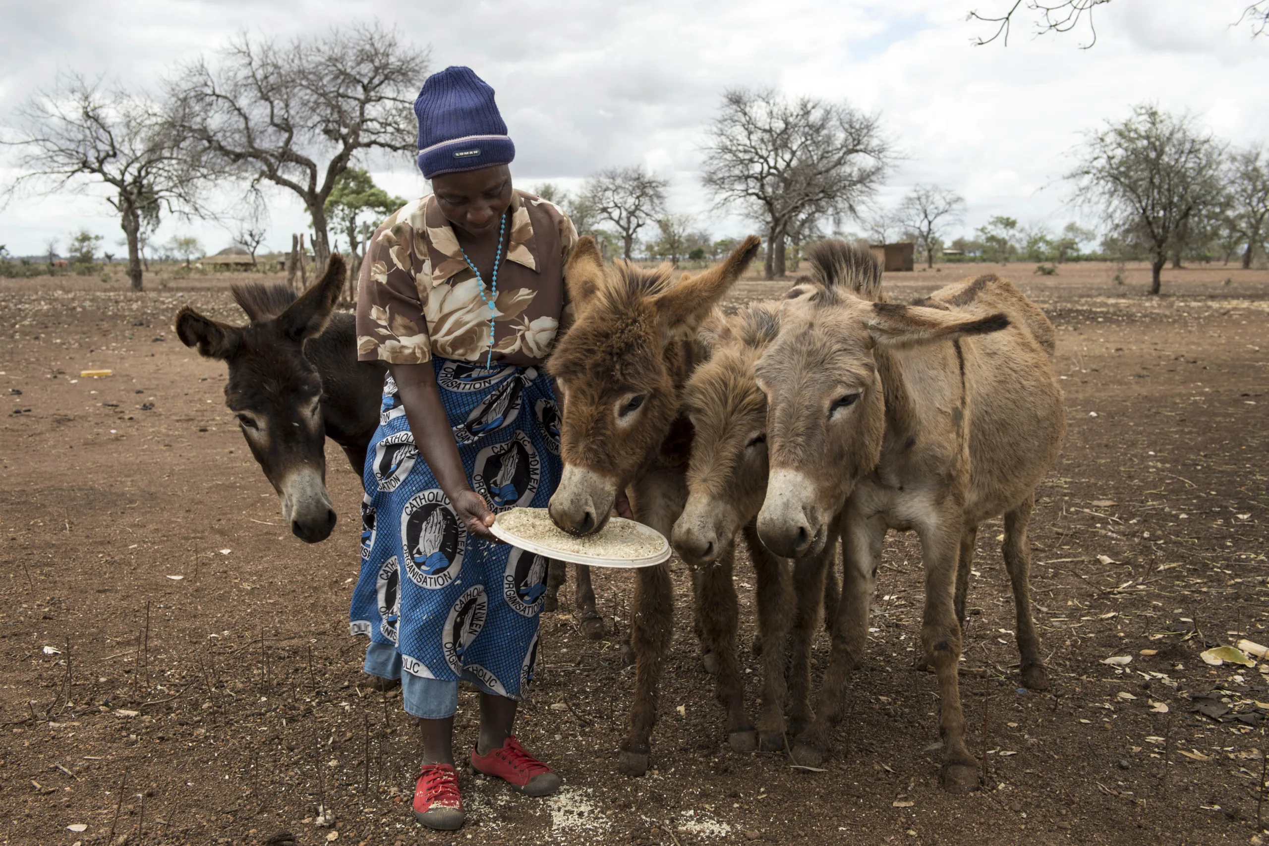 How to help animals | Working Animals International
