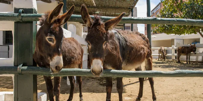 zewdu the horse’s sore mouth | Working Animals International