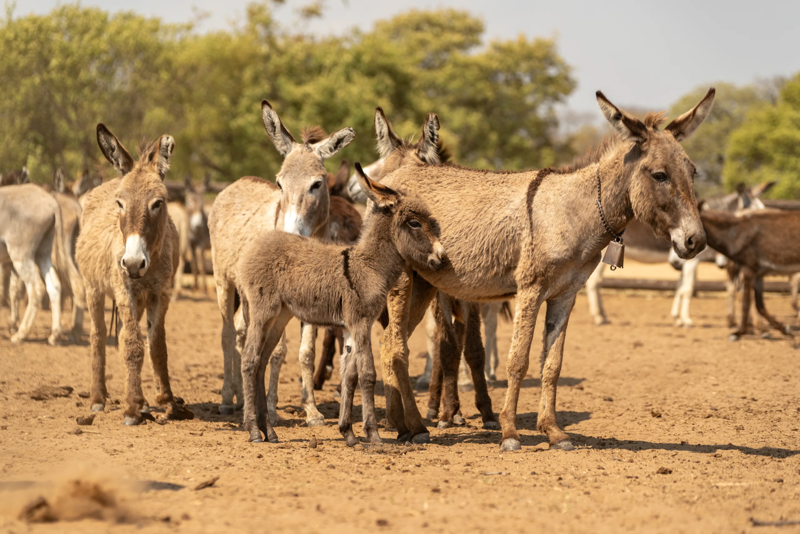 Progress welcomed on donkey skin trade ban