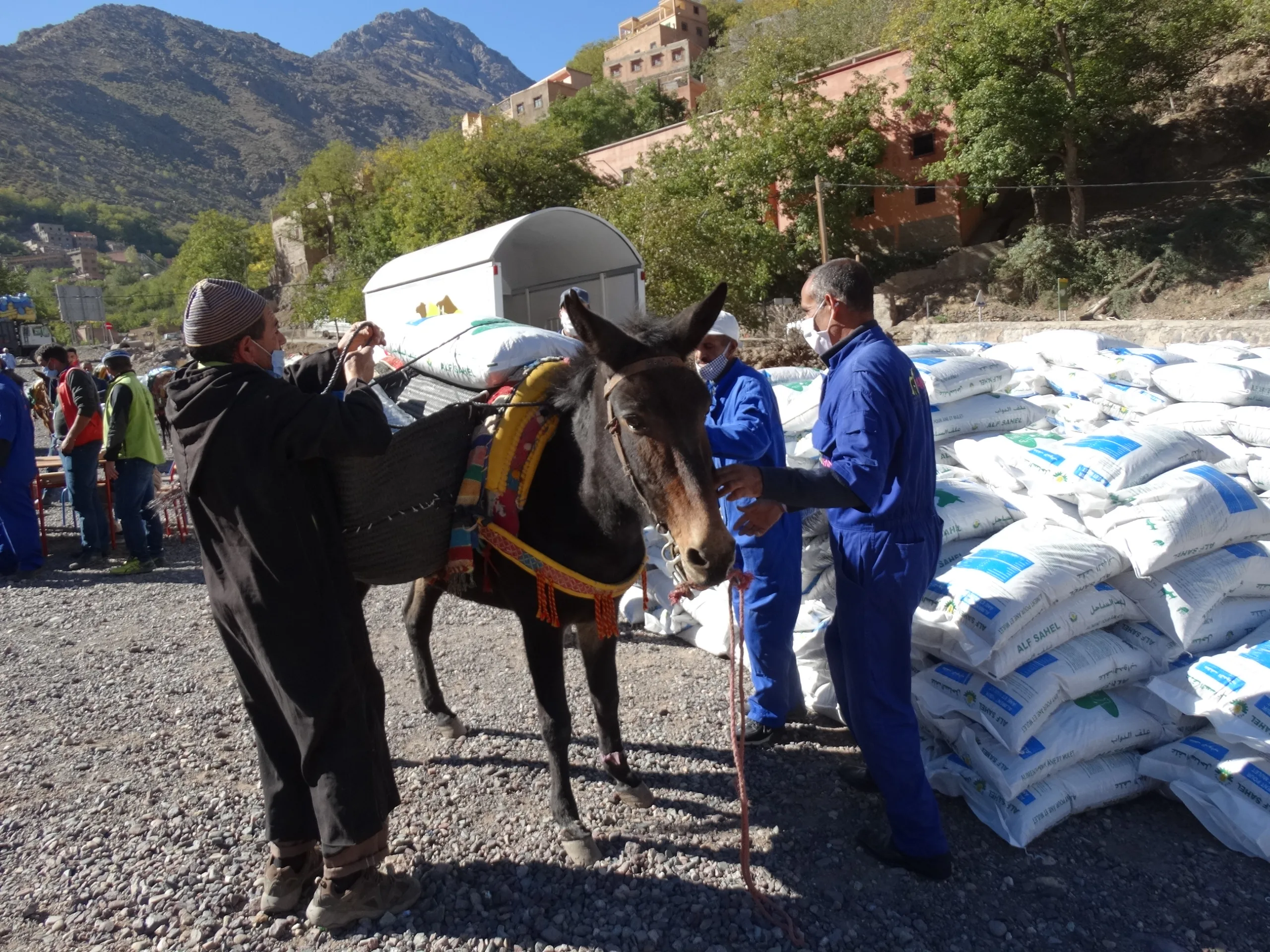 UN recognises vital role of working animals in disaster relief