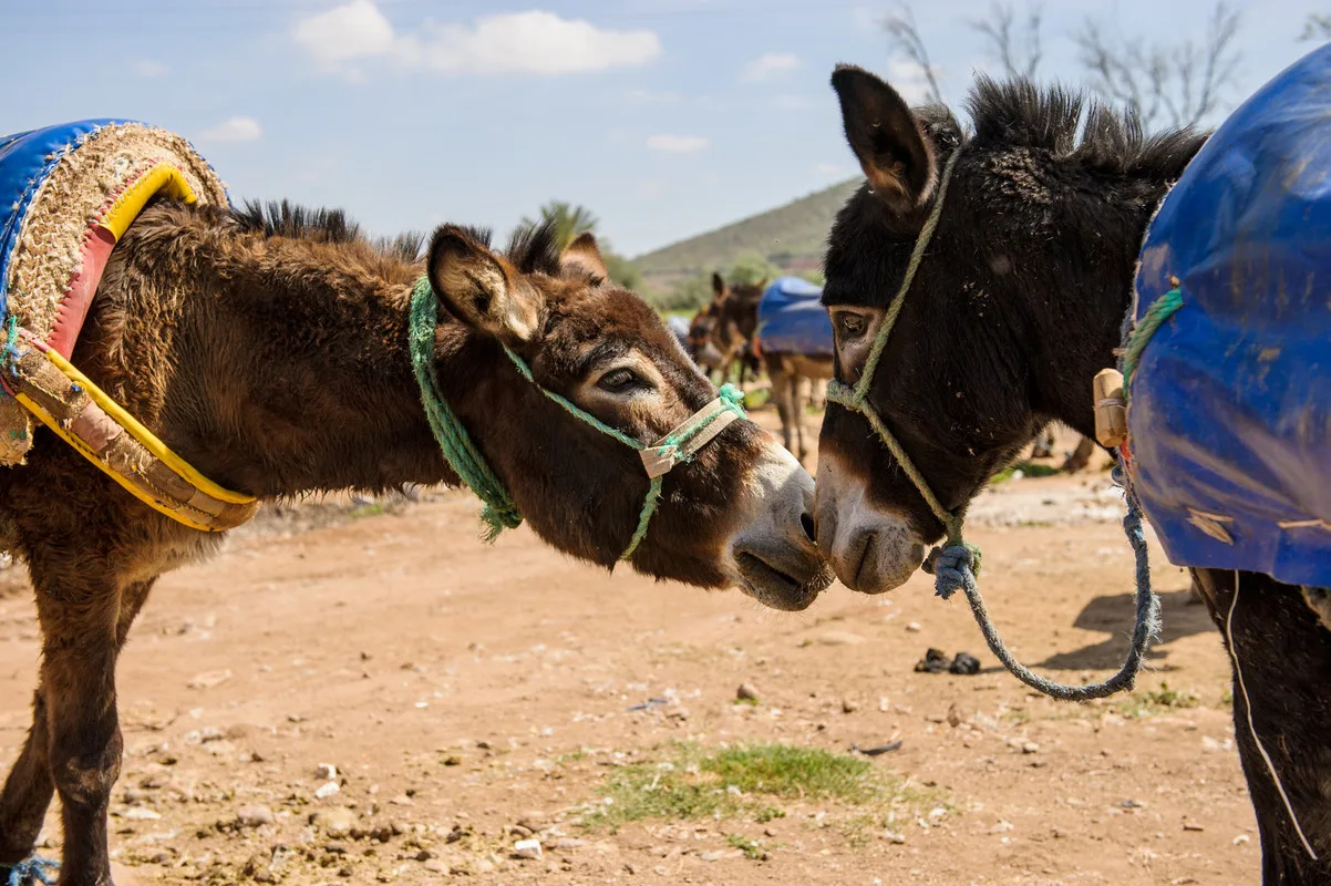 Weekly lottery winners | Working Animals International