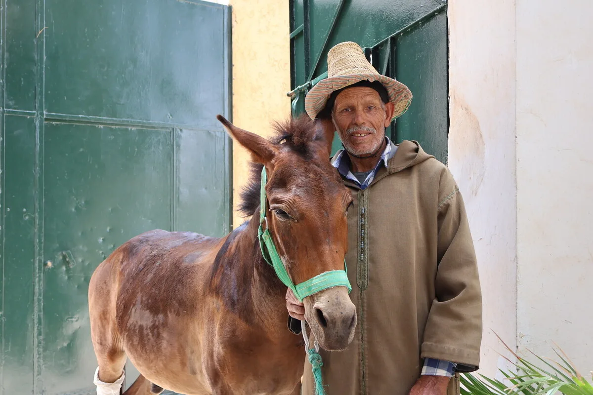 Blog | Working Animals International