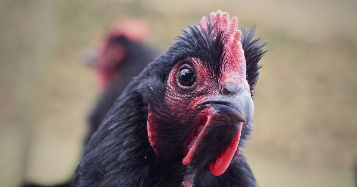 Encouraging Animal Sentience laws around the world