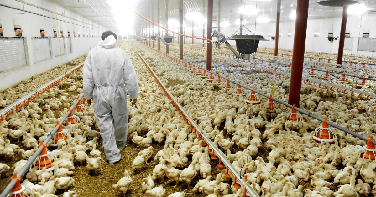 Millions of Farmed Animals Risk Suffocation and Suffering in Emergencies