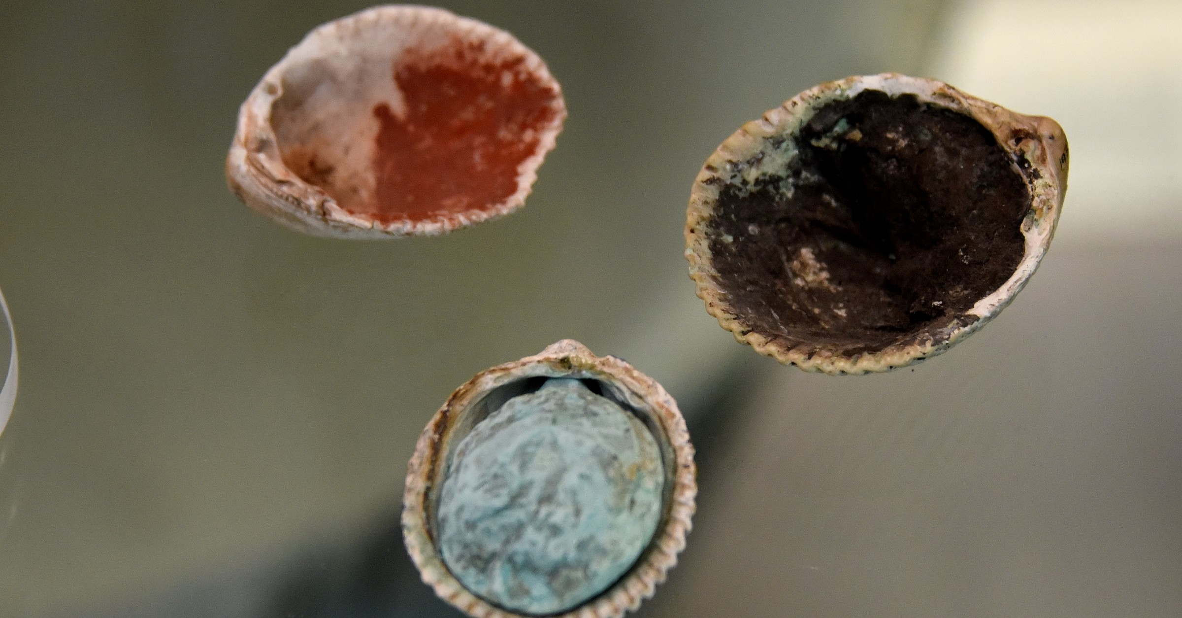 Shells Containing Cosmetic Pigments from Ur - World History Encyclopedia