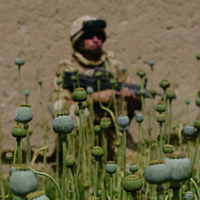 U.S. Error Puts Afghanistan's Counternarcotics Progress at Risk | World Politics Review