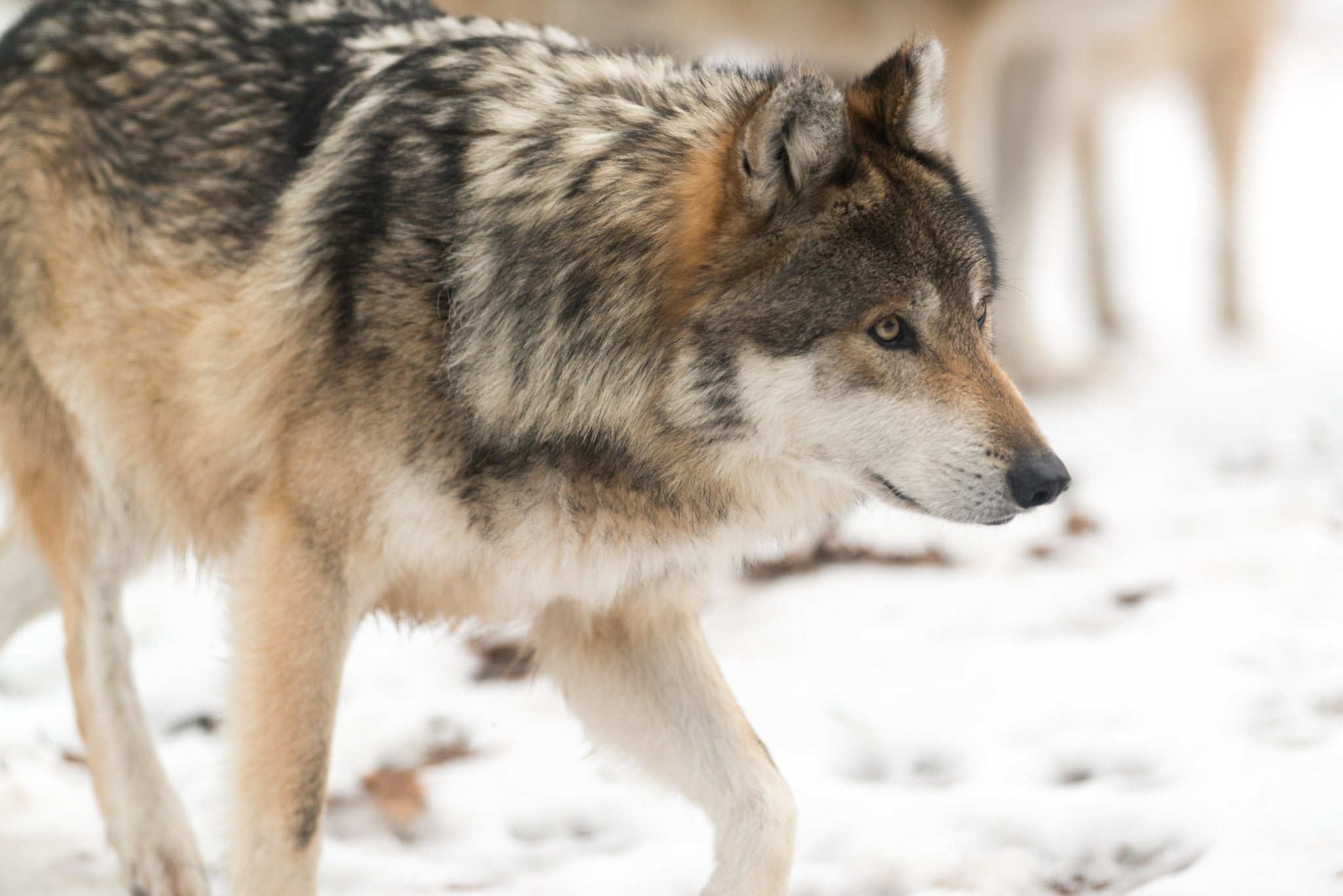 Former Wisconsin conservation warden fined in 2023 wolf killing - WPR