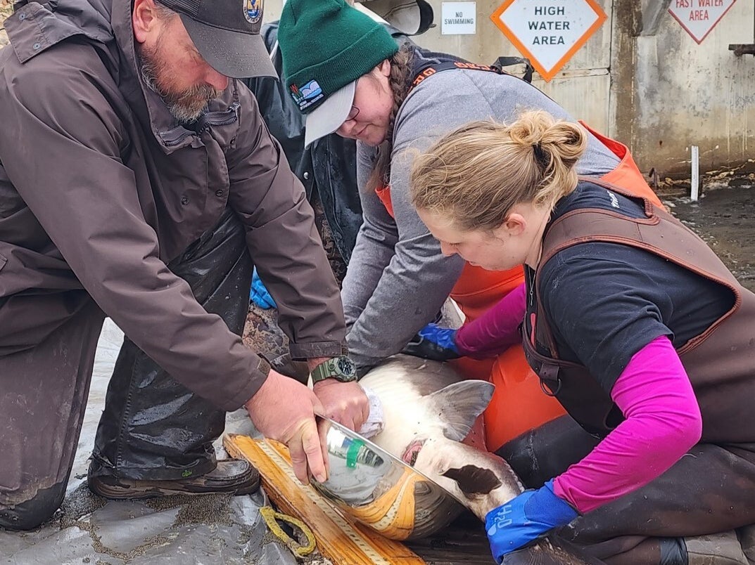 Wisconsin's warm winter causing 'really slow year' for sturgeon spearing - WPR