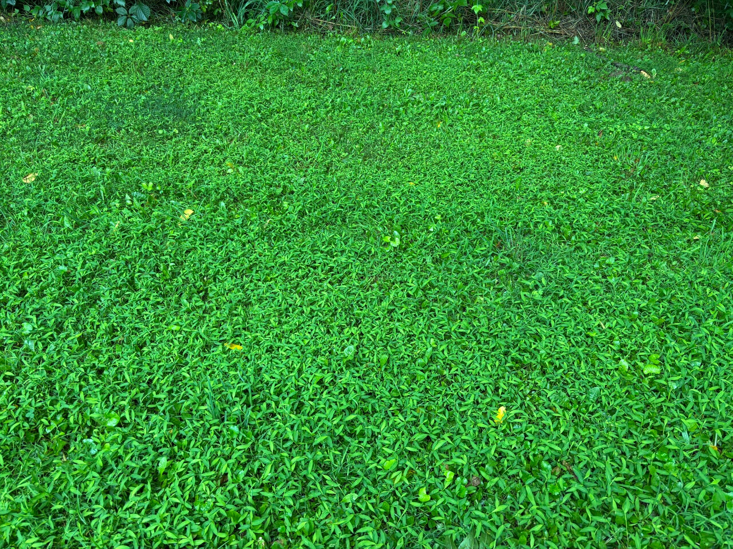 UW Extension is asking for help to identify spread of invasive plant - WPR