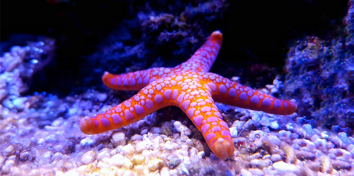 What Is The Spiritual Meaning Of A Starfish? | YourTango