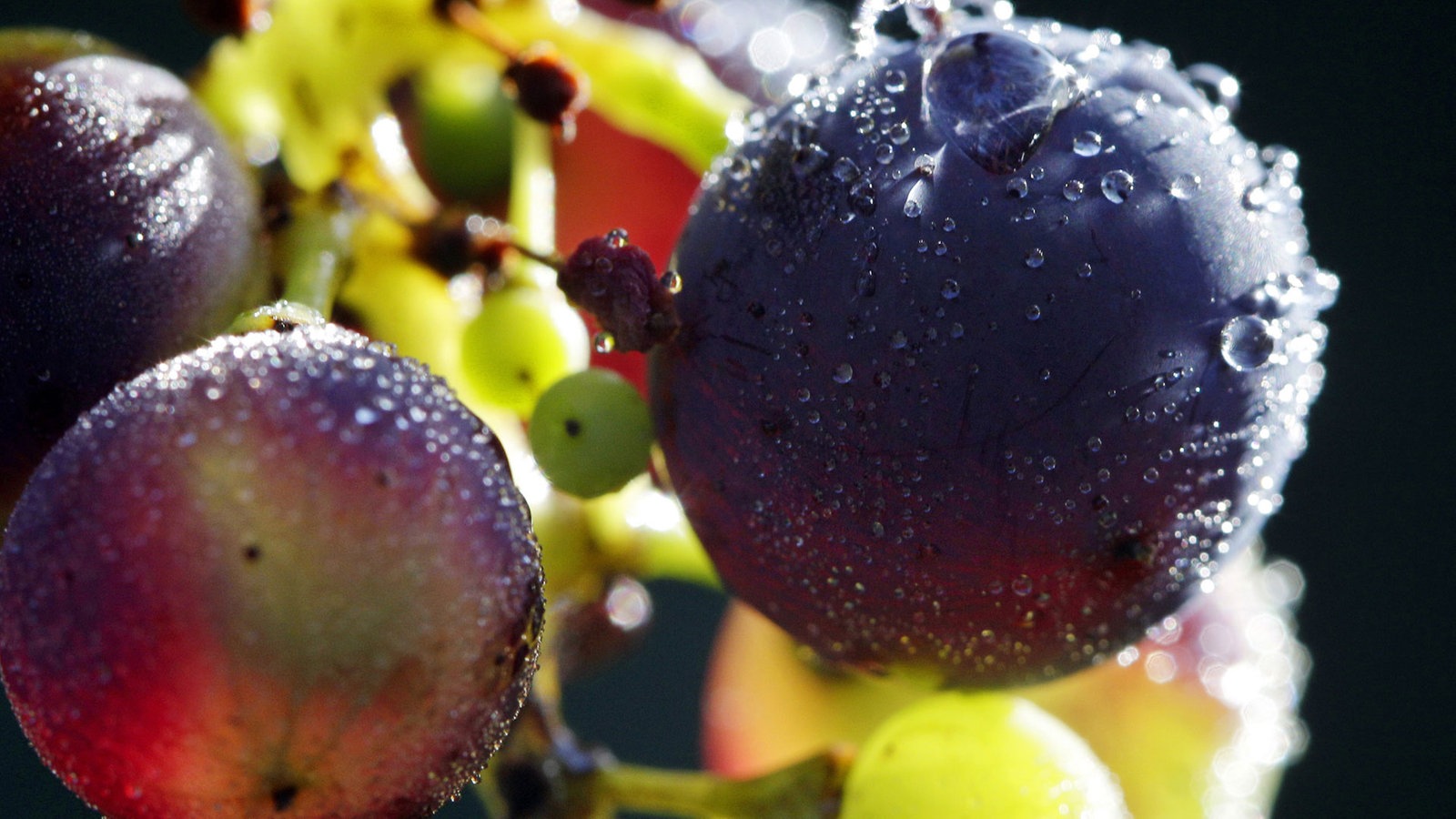 Wein: Rebsorten - Trinken - Gesellschaft - Planet Wissen