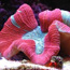 Scientists race to save nation’s reefs from climate change | GMA News Online