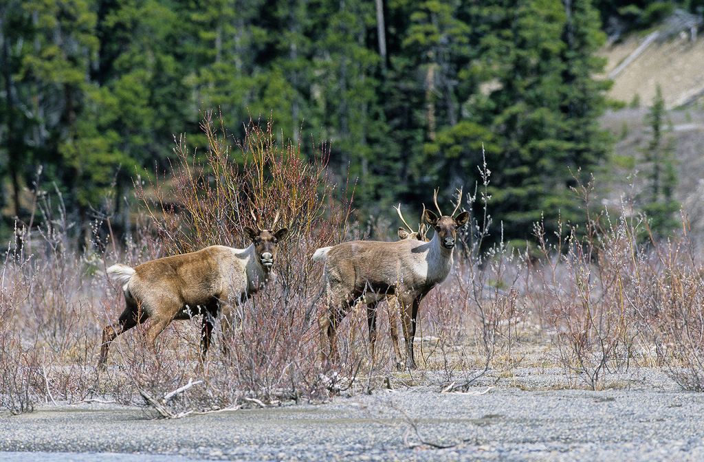 Supporting Jasper National Park's caribou herds - Yellowstone to Yukon Conservation Initiative
