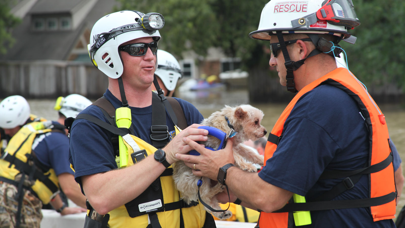 Cómo evacuar con mascotas durante un incendio forestal, huracán u otro desastre » Yale Climate Connections