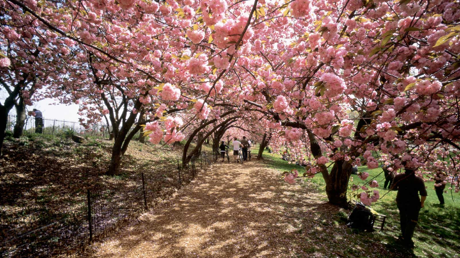 'How will global warming change springtime?' » Yale Climate Connections