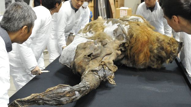 How extinct animals could be brought back from the dead - BBC Future