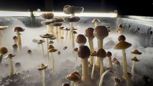 What psychedelics legalisation and decriminalisation looks like around the world - BBC Future