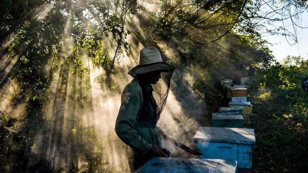 Why air pollution bamboozles pollinating bees - BBC Future