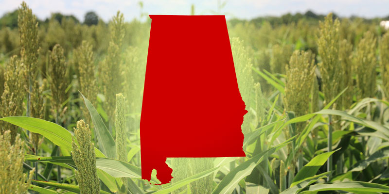 Senate ag bill to help fight CWD, wild pigs - Yellowhammer News