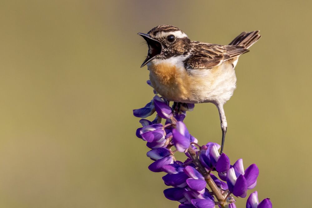 As aves cantam com diferentes sotaques - ZAP Notícias