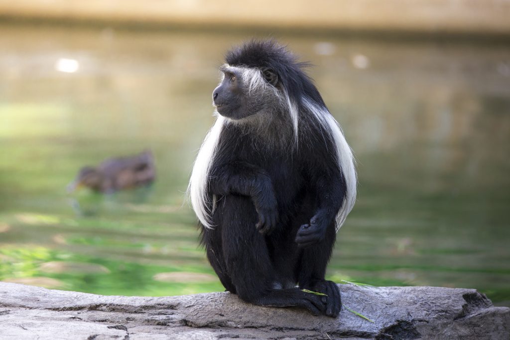 Angolan Colobus Monkey - ZooTampa at Lowry Park